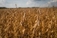Soja recua em Chicago antes de relatório de oferta e demanda do USDA