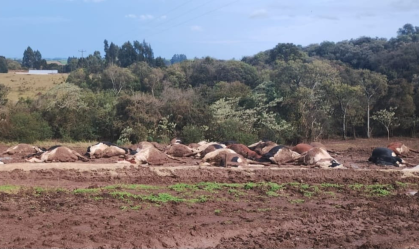 Vacas morrem eletrocutadas por fio de alta tensão