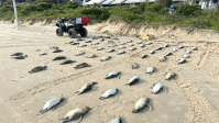 Mais de 200 pinguins são achados mortos em Florianópolis em um único dia