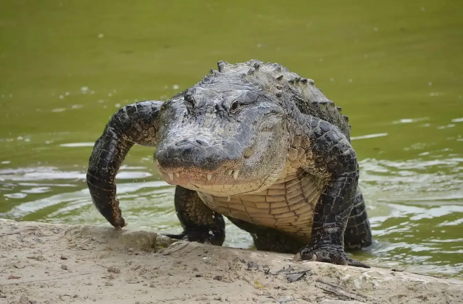 American Alligator