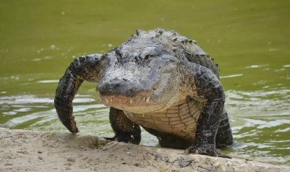 American Alligator