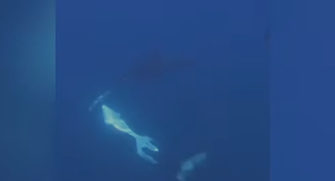 Orca com força descomunal explode gigante peixe-lua após investida
