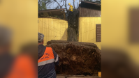 Chuvas no RS: Árvore de grande porte cai sobre casa na Serra Gaúcha