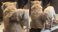 Cachorra idosa cuida de filho mesmo quando ele cresce: o que diz a ciência?