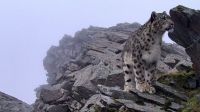 Raro leopardo-das-neves é flagrado em reserva natural da China; assista