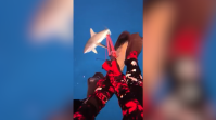 Vídeo: Mergulhador é mordido por tubarão-cinzento nas Ilhas Fiji