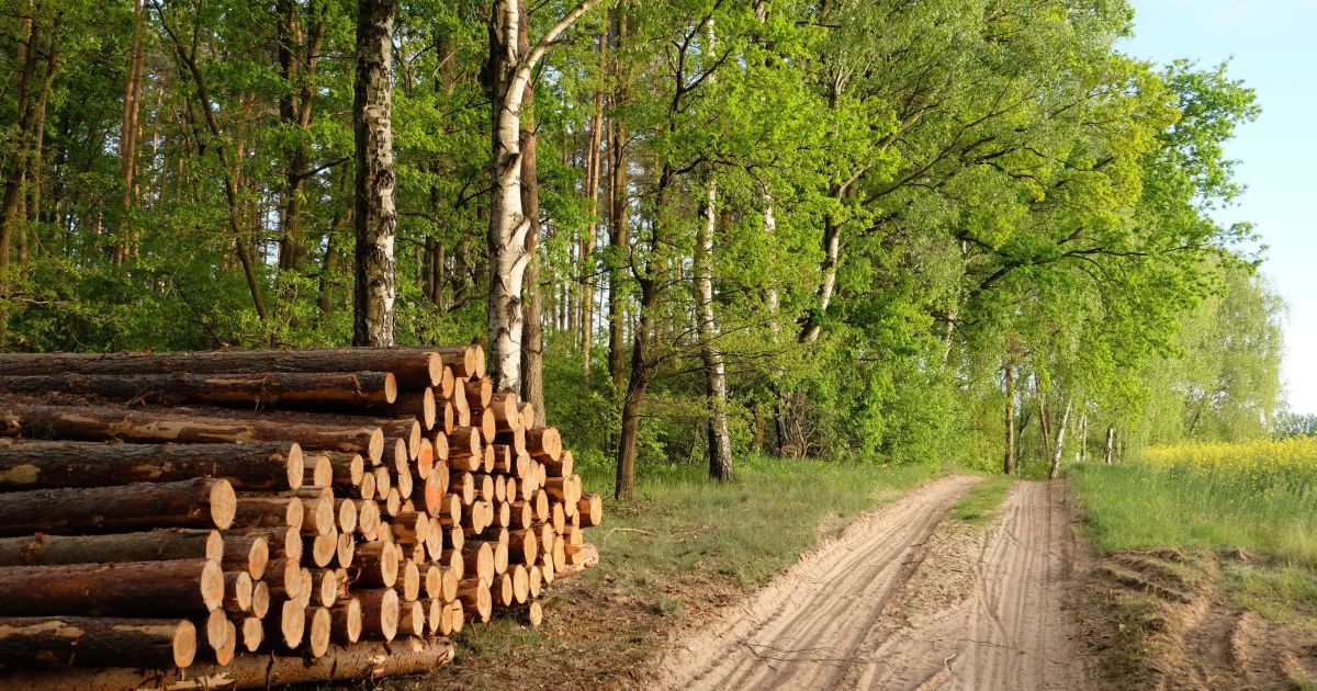 Fábrica de celulose com árvores ao redor