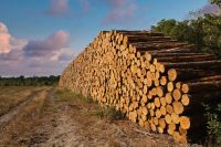 Suzano tem lucro de R$ 1,8 bi no 2º tri de 2026, queda de 64%