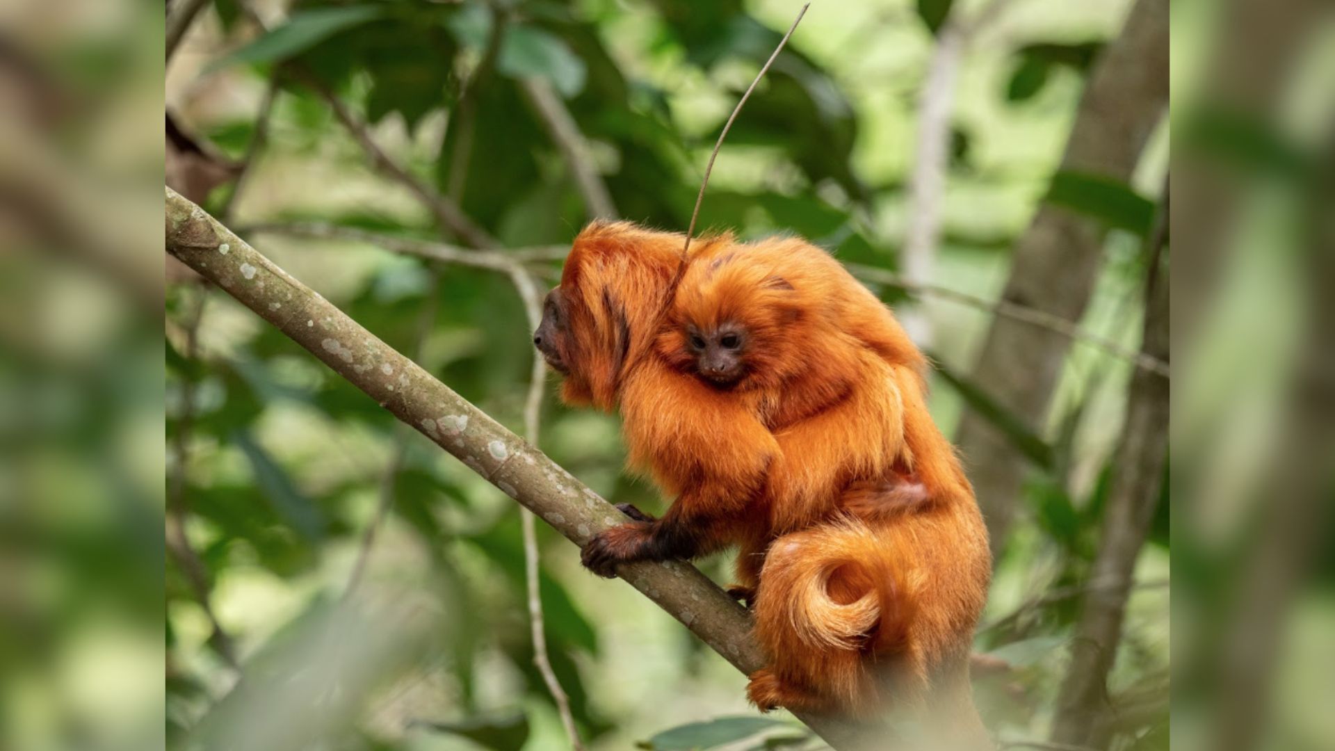 Brasil recebe 1º 'Área de Patrimônio da Vida Selvagem' terrestre do mundo
