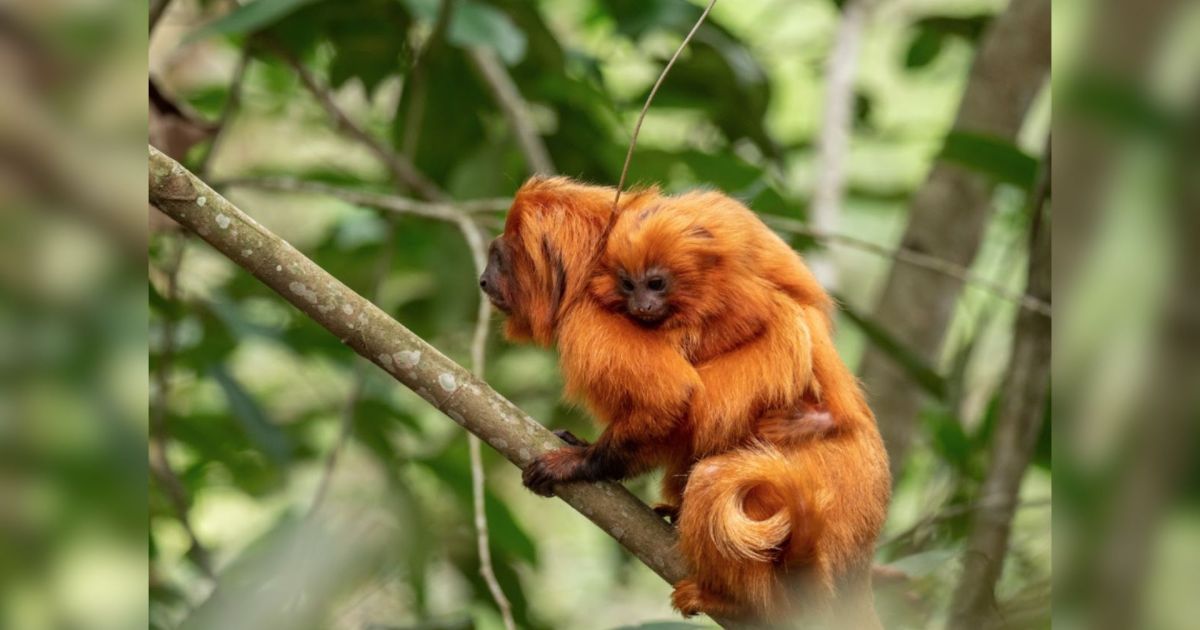 Brasil recebe 1º ‘Área de Patrimônio da Vida Selvagem’ terrestre do mundo