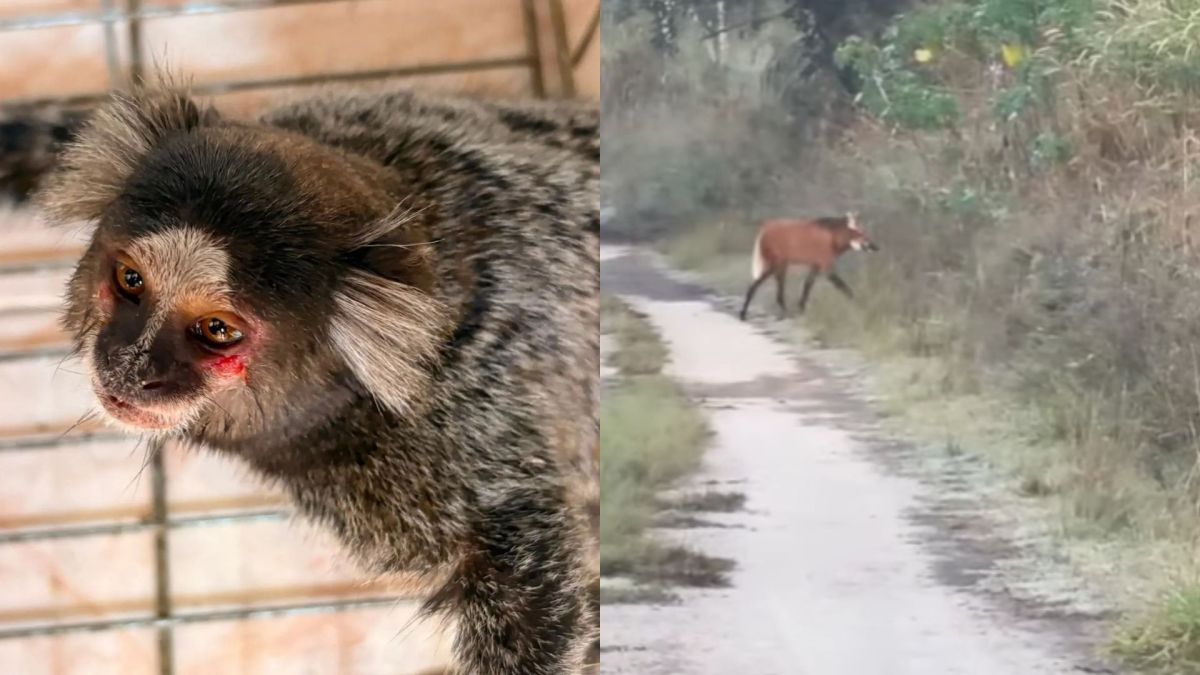 Público pode escolher nomes de filhotes de lobos do Zoo de SP; saiba como