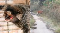 Sagui é resgatado da fauna ferido, debilitado e com fome no Rio de Janeiro