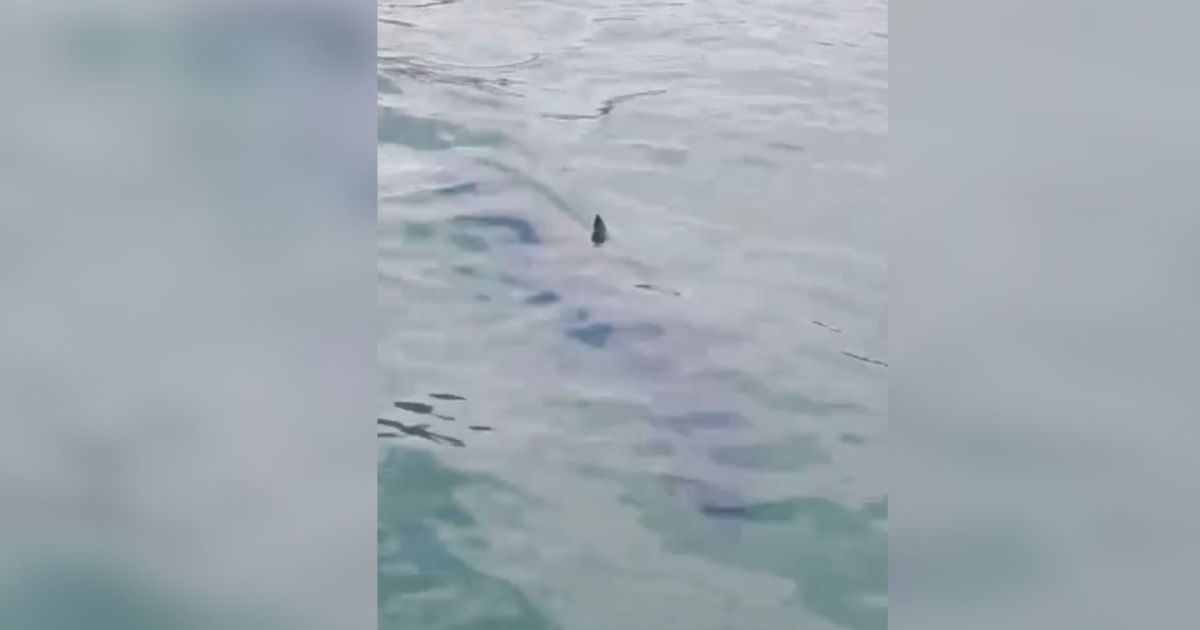 Tubarão-mako, peixe mais rápido do mundo, é avistado em Paraty (RJ)