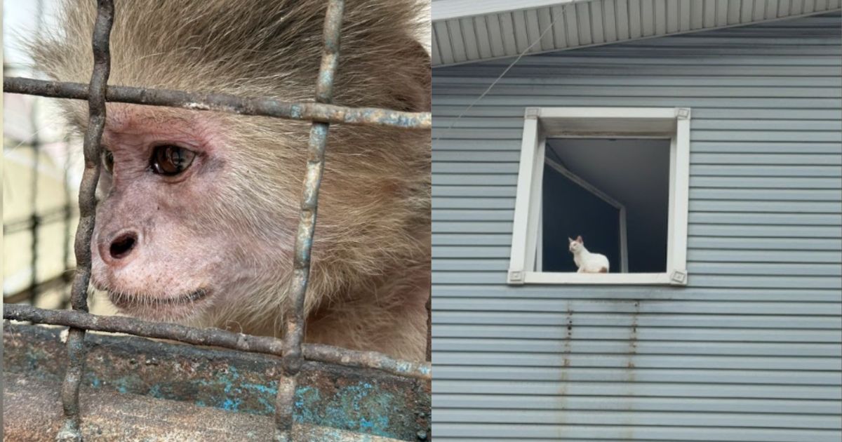 Brasileiros resgatam mais de 50 gatos após terremotos na Venezuela