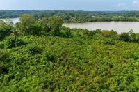 Congresso reduz Floresta Nacional e frustra governo com crédito de carbono