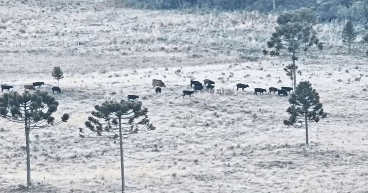 Vídeo: Serra Catarinense tem cena inusitada com gados em campos congelados