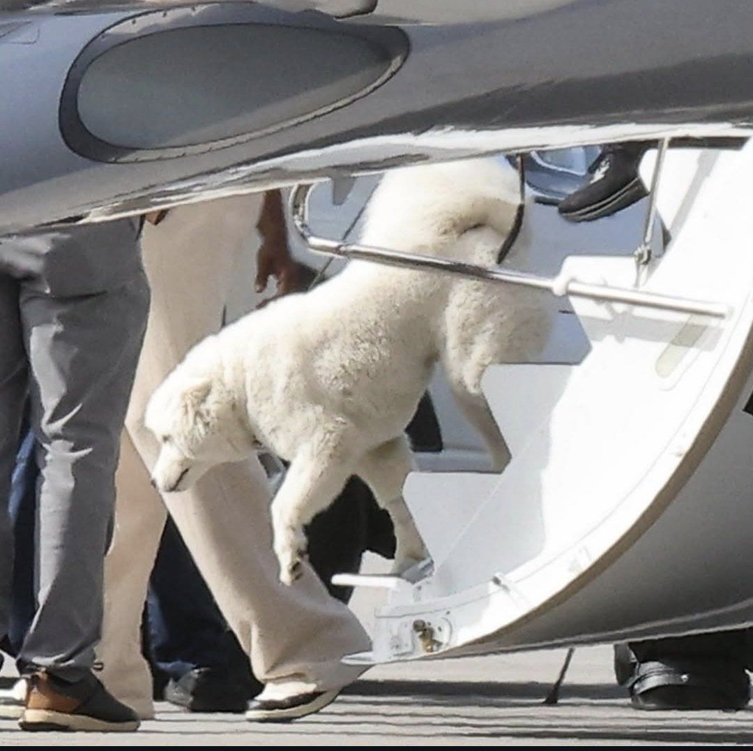 Taylor Swift e Travis Kelce podem ter adotado novo cachorro • Reprodução/Instagram @tswiftdailybr
