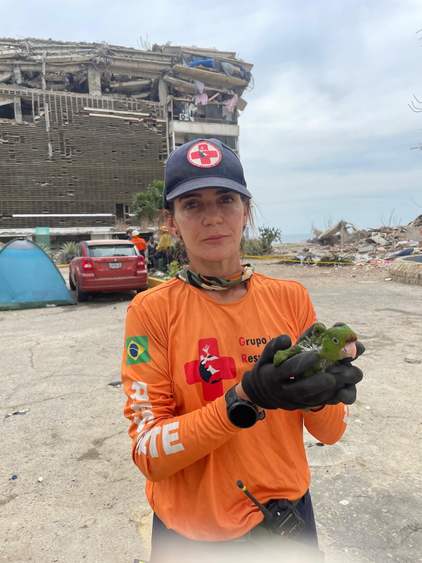 Integrantes da Grad Brasil ajudam no resgate de animais após os terremotos mortais que atingiram a Venezuela • Cortesia Carla Sassi/Grad Brasil