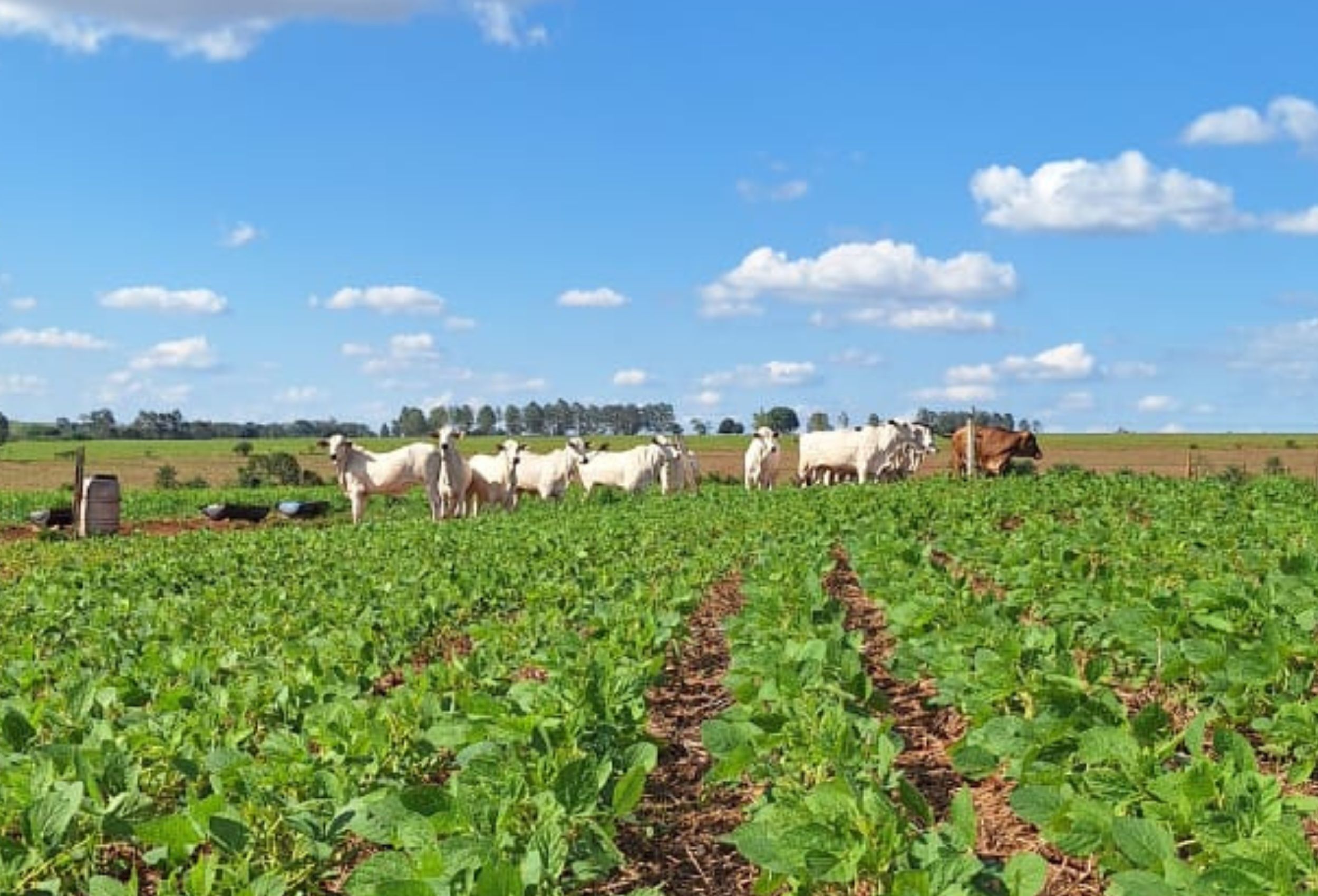 Imagem de destaque do post: Mercado de carbono amplia procura por inventários em propriedades rurais