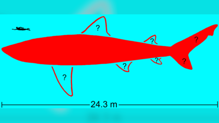 Esboço provisório do corpo do tubarão megadente extinto Otodus megalodon, de 24,3 metros, cujo comprimento estimado se baseia no espécime vertebral fossilizado de 10,8 milhões de anos apresentado no novo estudo • Kenshu Shimada/Universidade DePaul