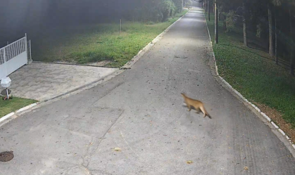 ONÇA PARDA BARUERI