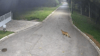 Vídeo: Onça-parda é flagrada caminhando em avenida de Barueri (SP)
