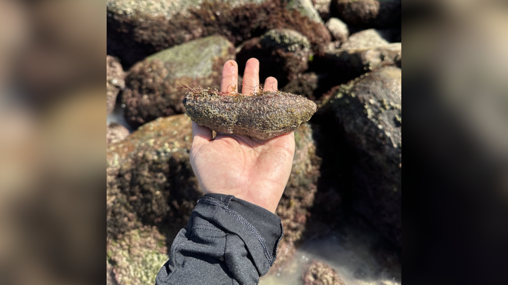Exemplar de pepino-do-mar vivo, encontrado na costa de Ubatuba, no litoral de São Paulo. • Ricardo Utsunomia