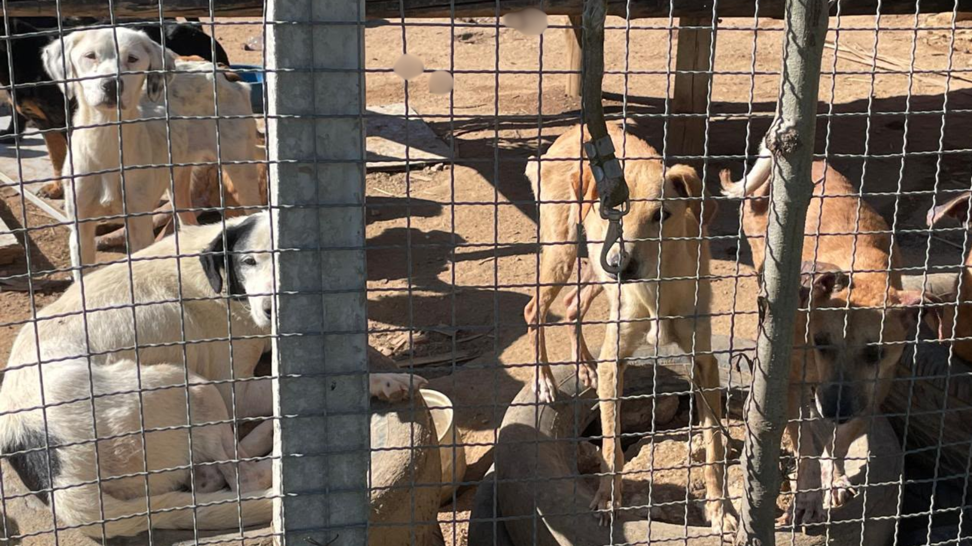 Durante os mandados de busca e apreensão, as equipes avaliaram as condições de cerca de 250 animais encontrados na ONG