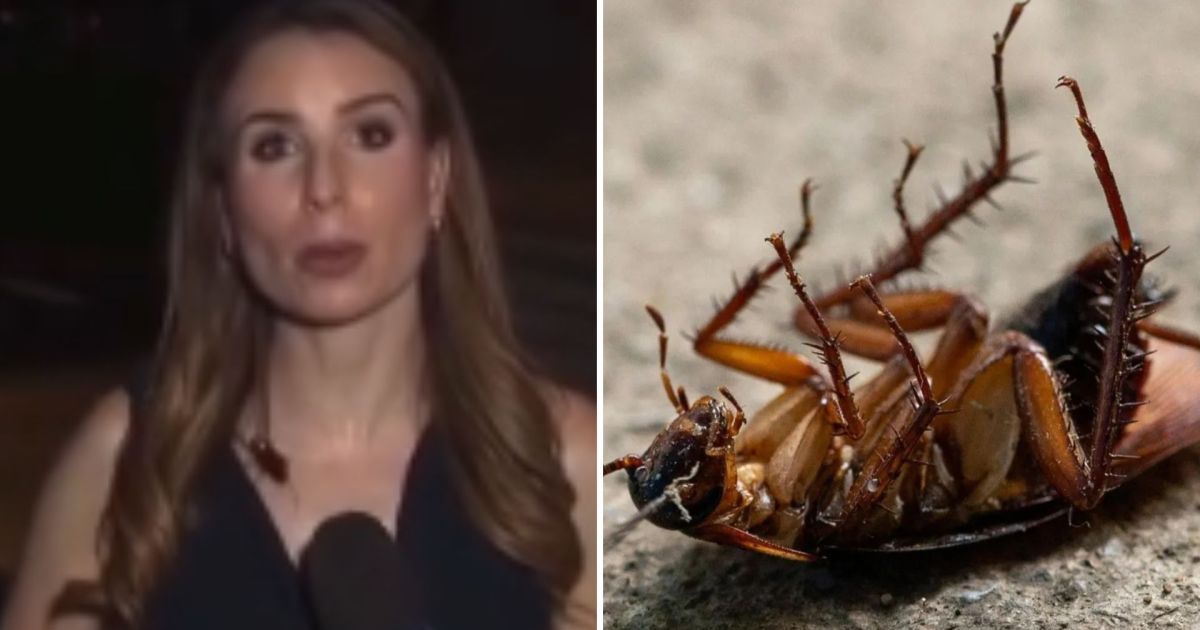 Barata sobe em jornalista e viraliza: entenda os riscos do contato