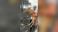 Vídeo: veado é resgatado após incêndio florestal na França