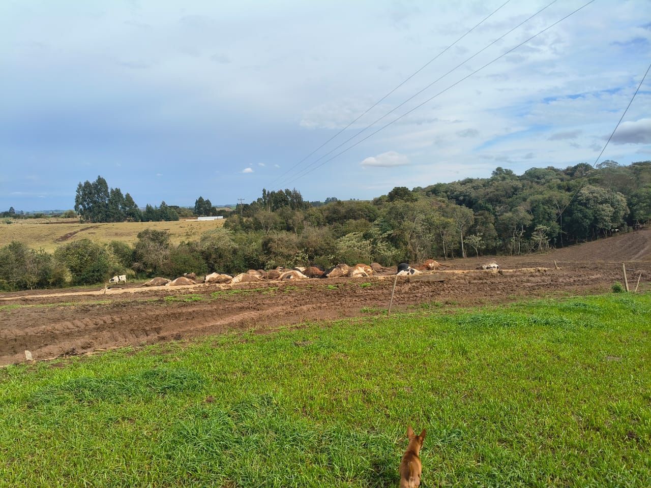 Aproximadamente 32 vacas foram mortas por uma descarga atmosférica • Reprodução | Rádio Rainha das Quedas