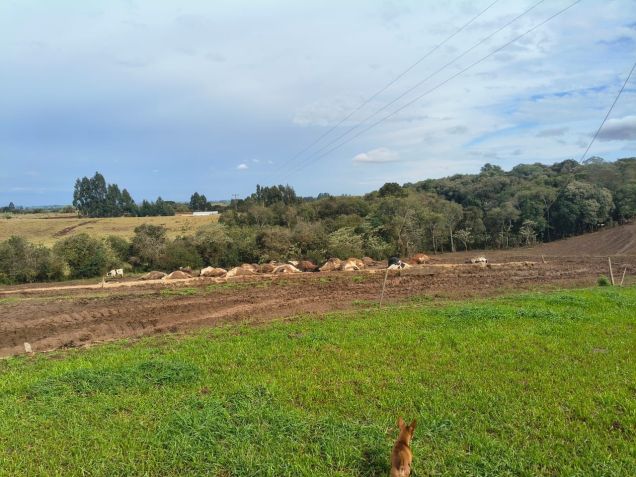 Aproximadamente 32 vacas foram mortas por uma descarga atmosférica • Reprodução | Rádio Rainha das Quedas