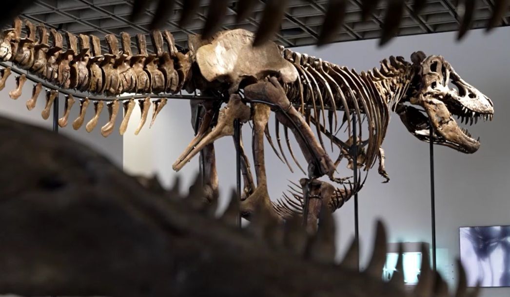 Esqueleto de T. rex de 67 milhões de anos vai a leilão por até US