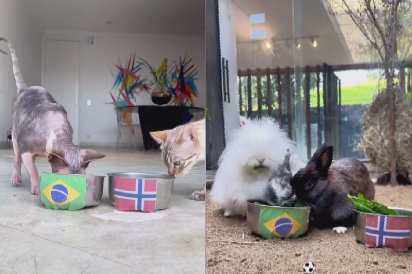 animais videntes copa