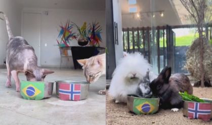 animais videntes copa