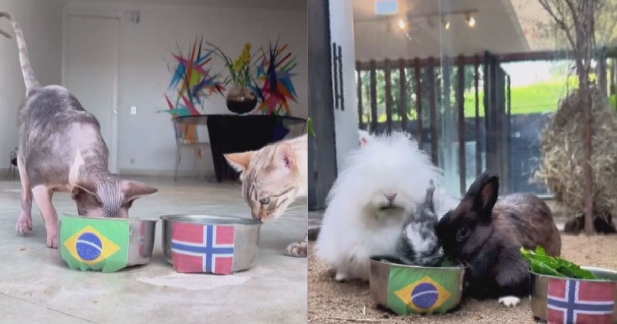 Animais videntes preveem vitória do Brasil sobre a Noruega na Copa