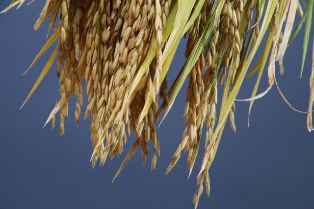 El Niño pode reduzir safra de arroz em 2026/27