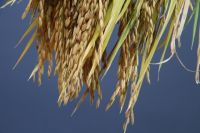 El Niño pode reduzir safra de arroz em 2026/27
