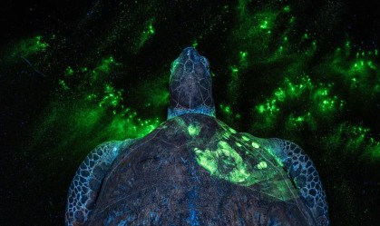 Fotos premiadas destacam busca forense por criminosos da vida selvagem