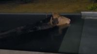 Vídeo: Búfalo de estimação entra em piscina e passa a noite relaxando no RS