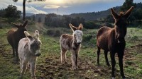 Burros "bombeiros" estão ajudando a apagar incêndios florestais na Espanha