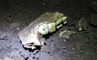 Fósseis mais controversos da evolução humana se tornam enigmáticos