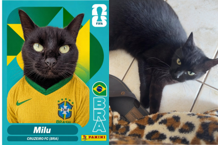 Milu é um gato vidente que faz previsões para os jogos da Copa do Mundo