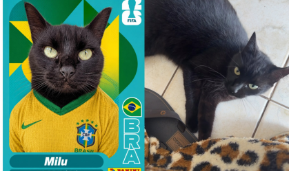 Milu é um gato vidente que faz previsões para os jogos da Copa do Mundo