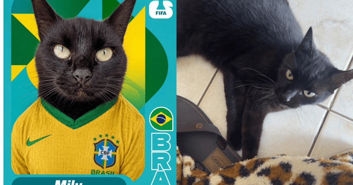 Milu, o gato vidente da Copa, aposta em vitória do Brasil contra a Noruega