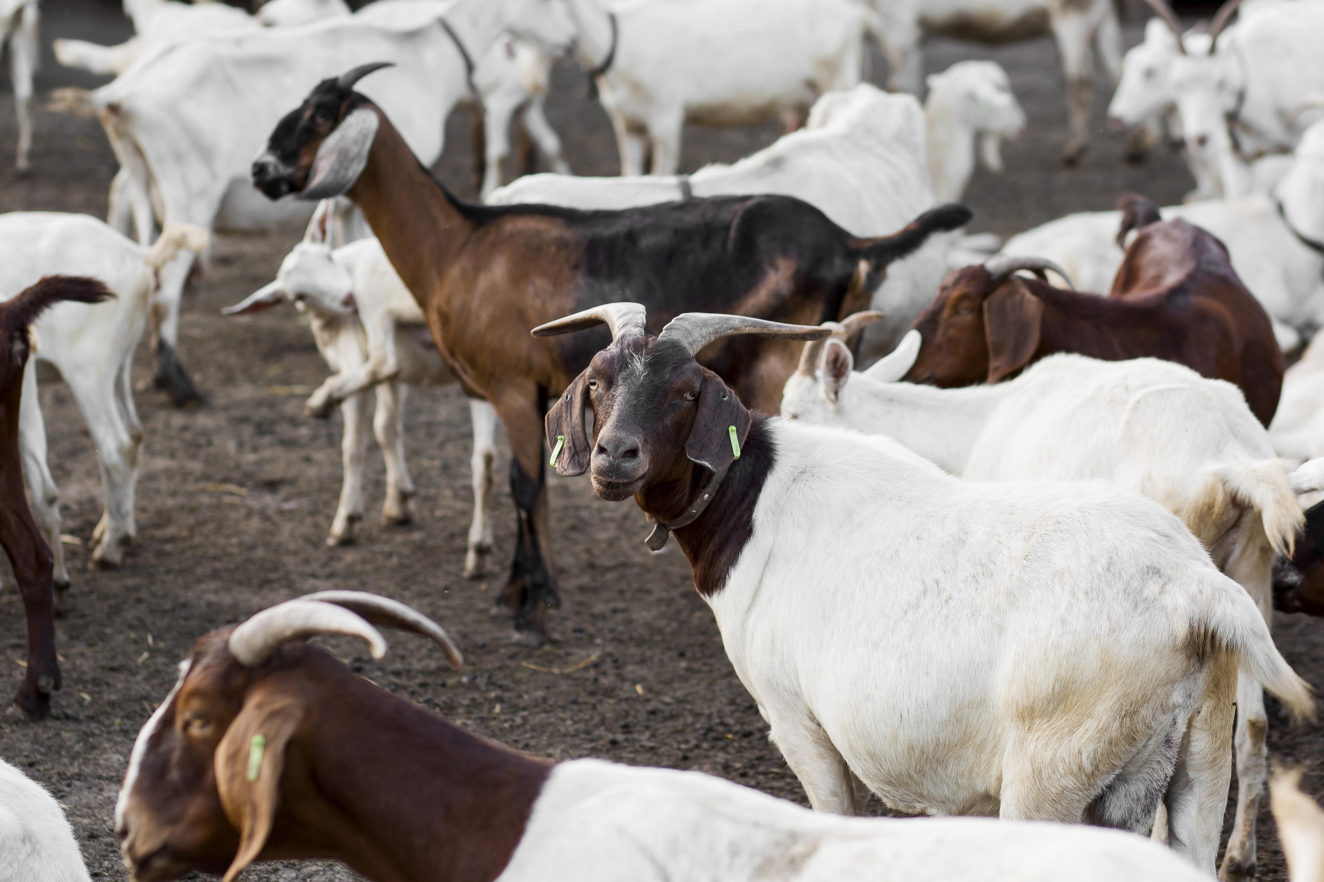 cabras