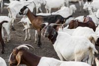 Cabras adoram bater cabeças umas nas outras, mas isso pode causar danos