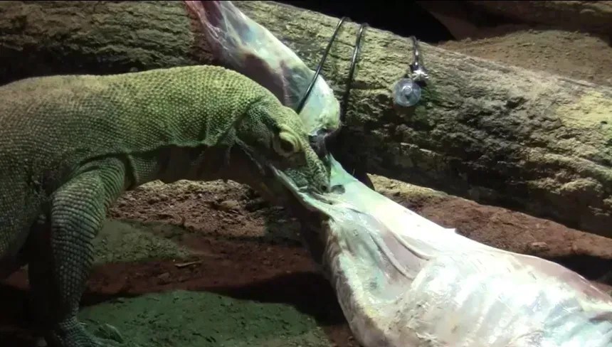 Um dragão-de-komodo se agarra à carcaça de uma cabra no zoológico de Atlanta • Cortesia de Elizabeth Grace Veatch