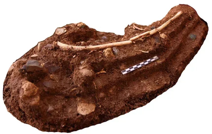 Um bloco de sedimento de caverna inclui uma costela de estegodonte rodeada por artefatos de pedra e ossos de rato • Equipe Liang Bua