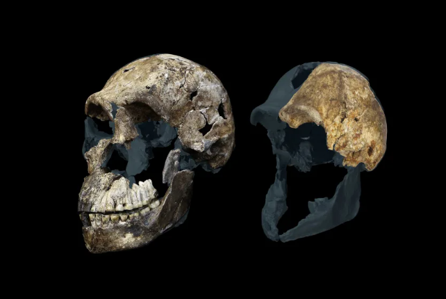 O tamanho do cérebro do Homo naledi era cerca de um terço do tamanho do cérebro de um humano moderno • Programa Rising Star/National Geographic